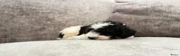 Toy Poodle dogs for sale: Poodle puppies from health tested parents  in Gravesend - Advert 1