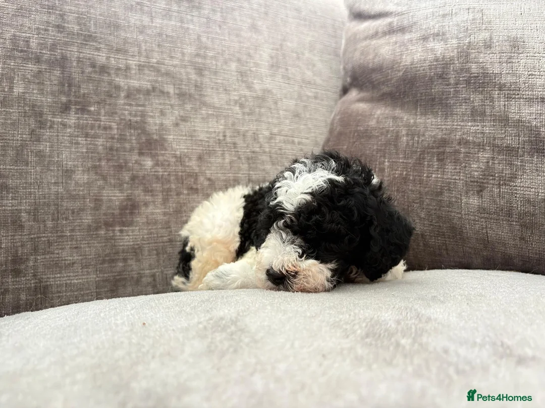 Toy Poodle dogs for sale: Poodle puppies from health tested parents  in Gravesend - Advert 1