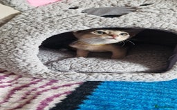 Abyssinian cats for sale: Pure Abyssinian kittens ❤️Ready to go 😍  - Image 2