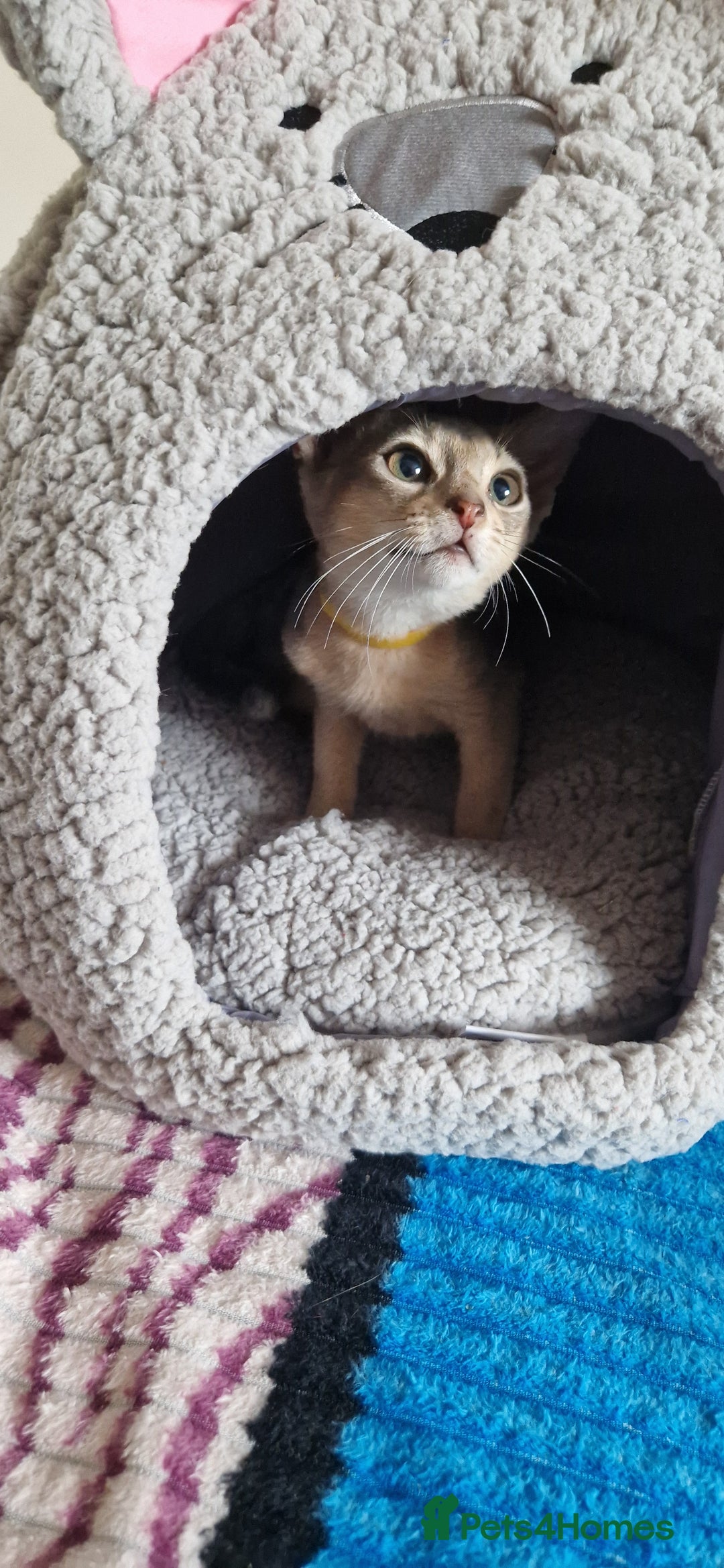 Abyssinian cats for sale: Pure Abyssinian kittens ❤️Ready to go 😍  - Image 2