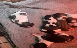 Shih Tzu dogs for sale: Beautiful puppy’s  - Image 4
