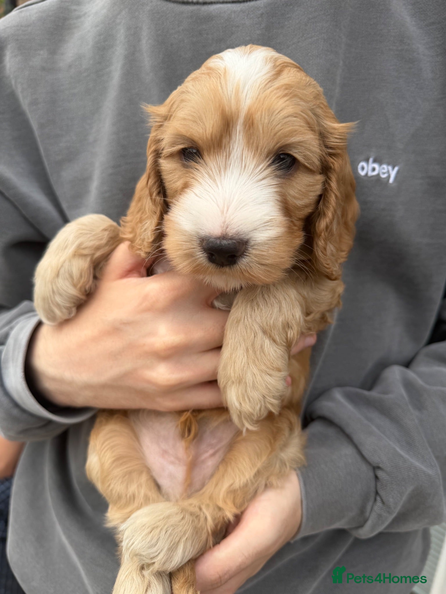 Cockapoo dogs F1B Cockapoo’s 1 Male left  - Advert 2