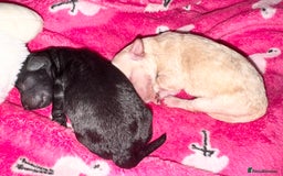Toy Poodle dogs for sale: 2 beautiful toy poodle puppies READY NOW  - Image 8