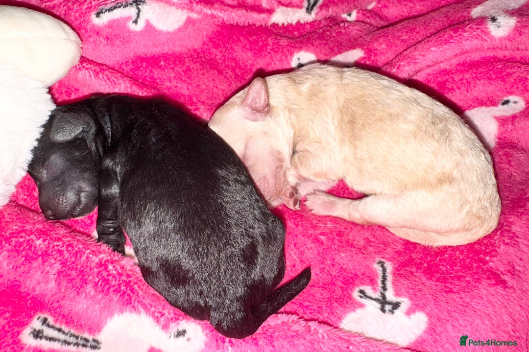 Toy Poodle dogs for sale: 2 beautiful toy poodle puppies READY NOW  - Image 8