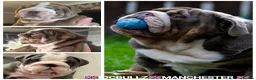 English Bulldog dogs for stud: Uncle Fester in Manchester - Advert 11