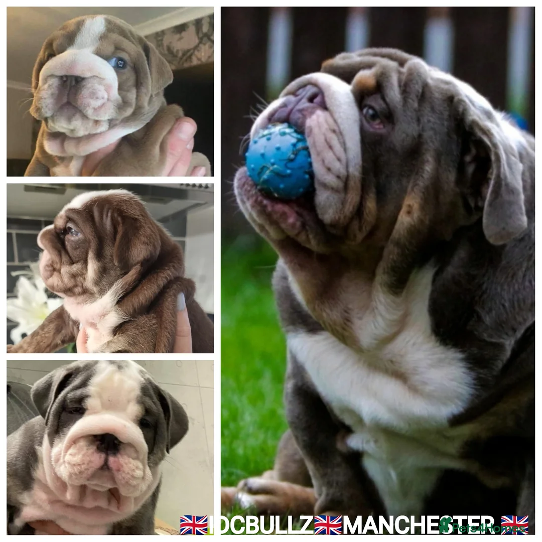 English Bulldog dogs for stud: Uncle Fester in Manchester - Advert 11