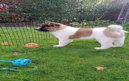 Akita dogs for sale: Beautiful KC registered Akitas  - Image 11