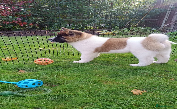 Akita dogs - Advert 8