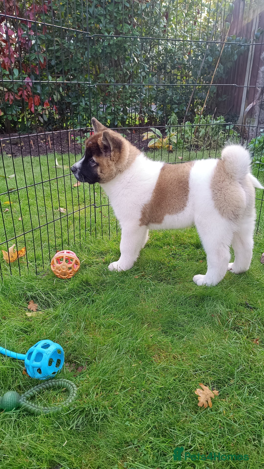Akita dogs for sale: Beautiful KC registered Akitas  - Image 11
