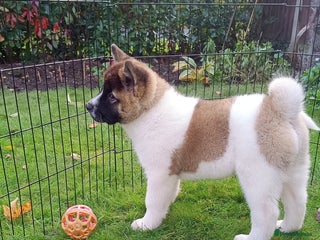 Akita dogs - Advert 5