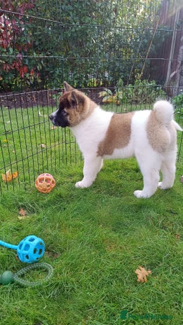 Akita dogs - Advert 8