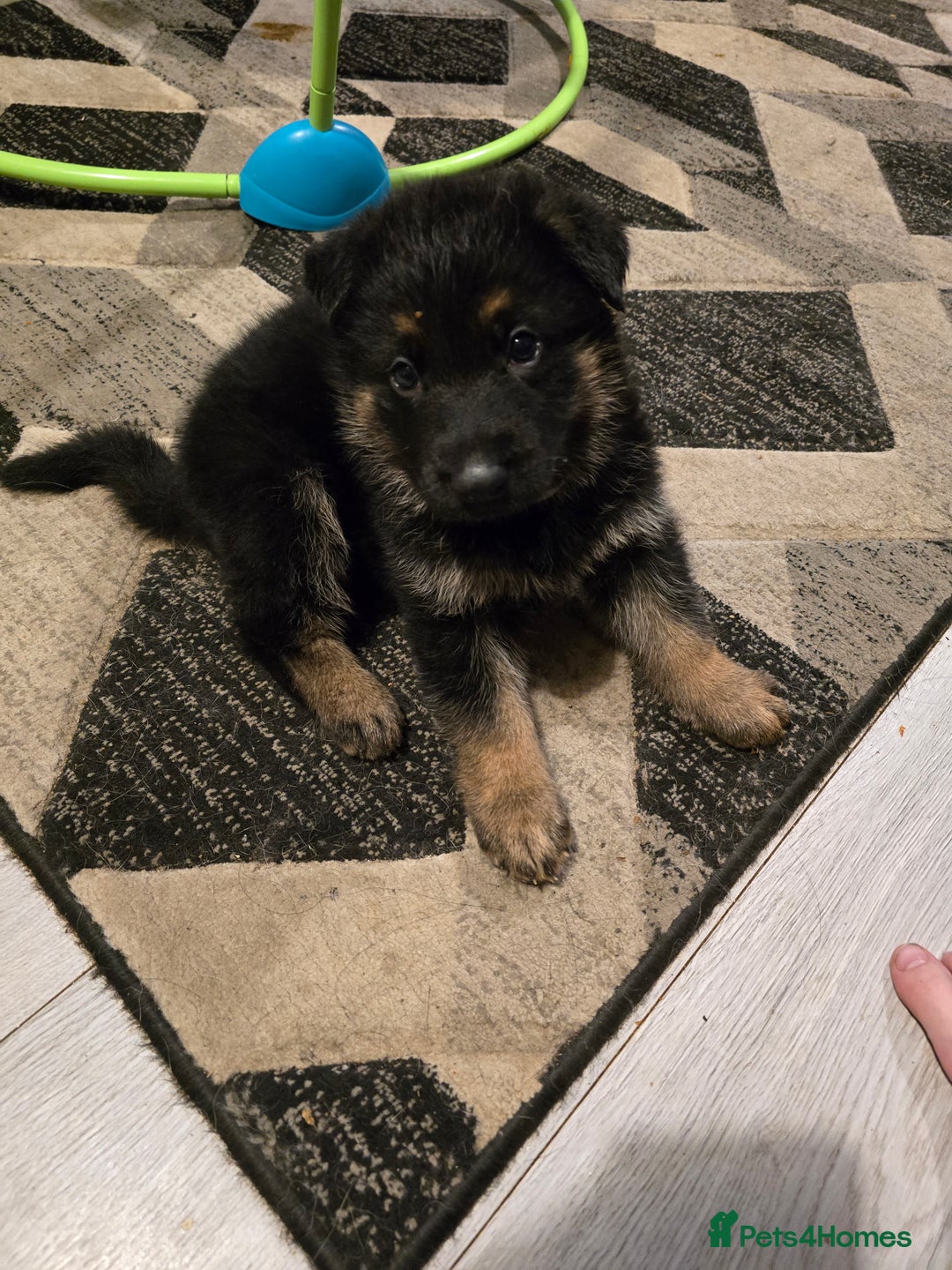 German Shepherd dogs for sale: German shepard pups - Image 24