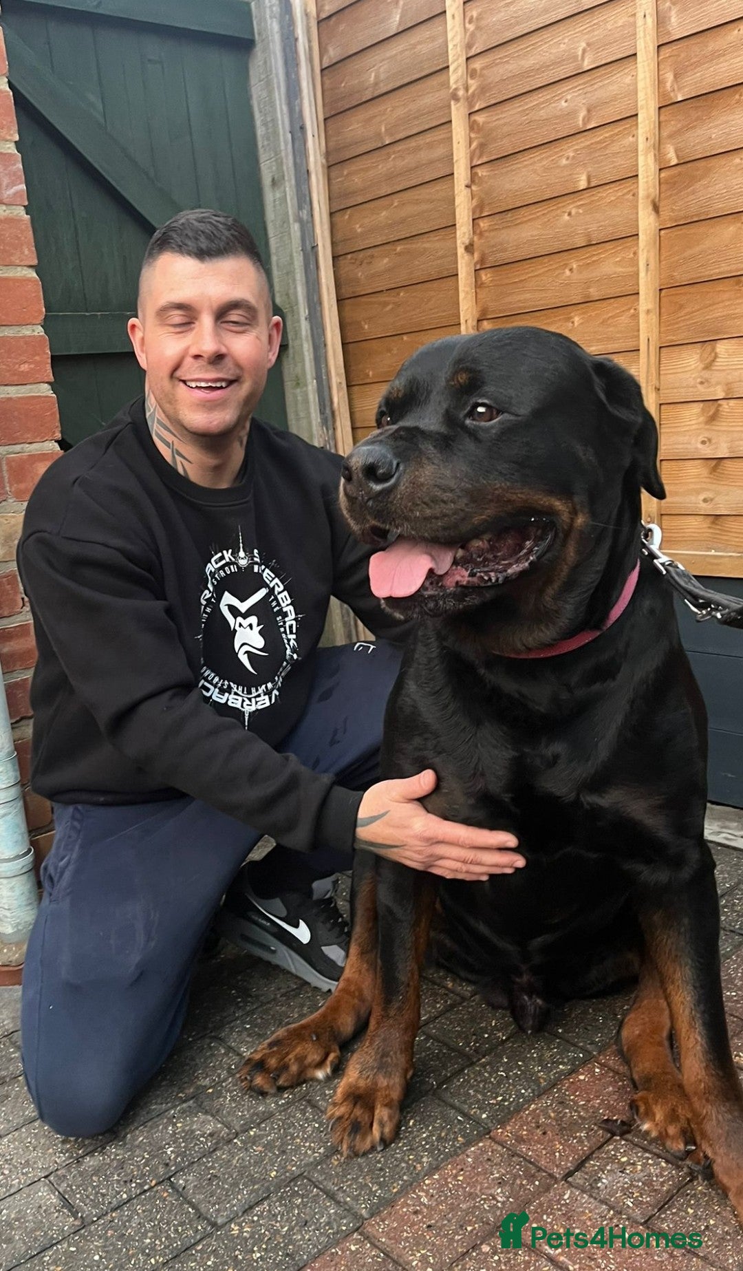 Rottweiler dogs Giant rottweilers pups! Size,health and temprement - Advert 1