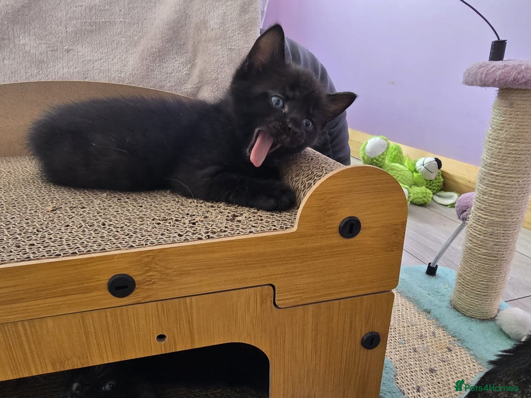 Domestic Shorthair cats for sale: 🐾Playful Kittens -Tabby or black/white🐾 - Image 8