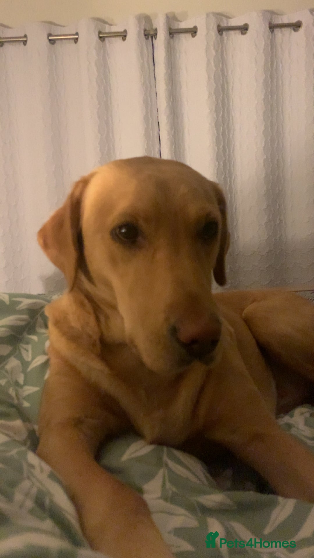 Labrador Retriever dogs for sale: Labrador Retriever Puppies for sale  - Advert 2