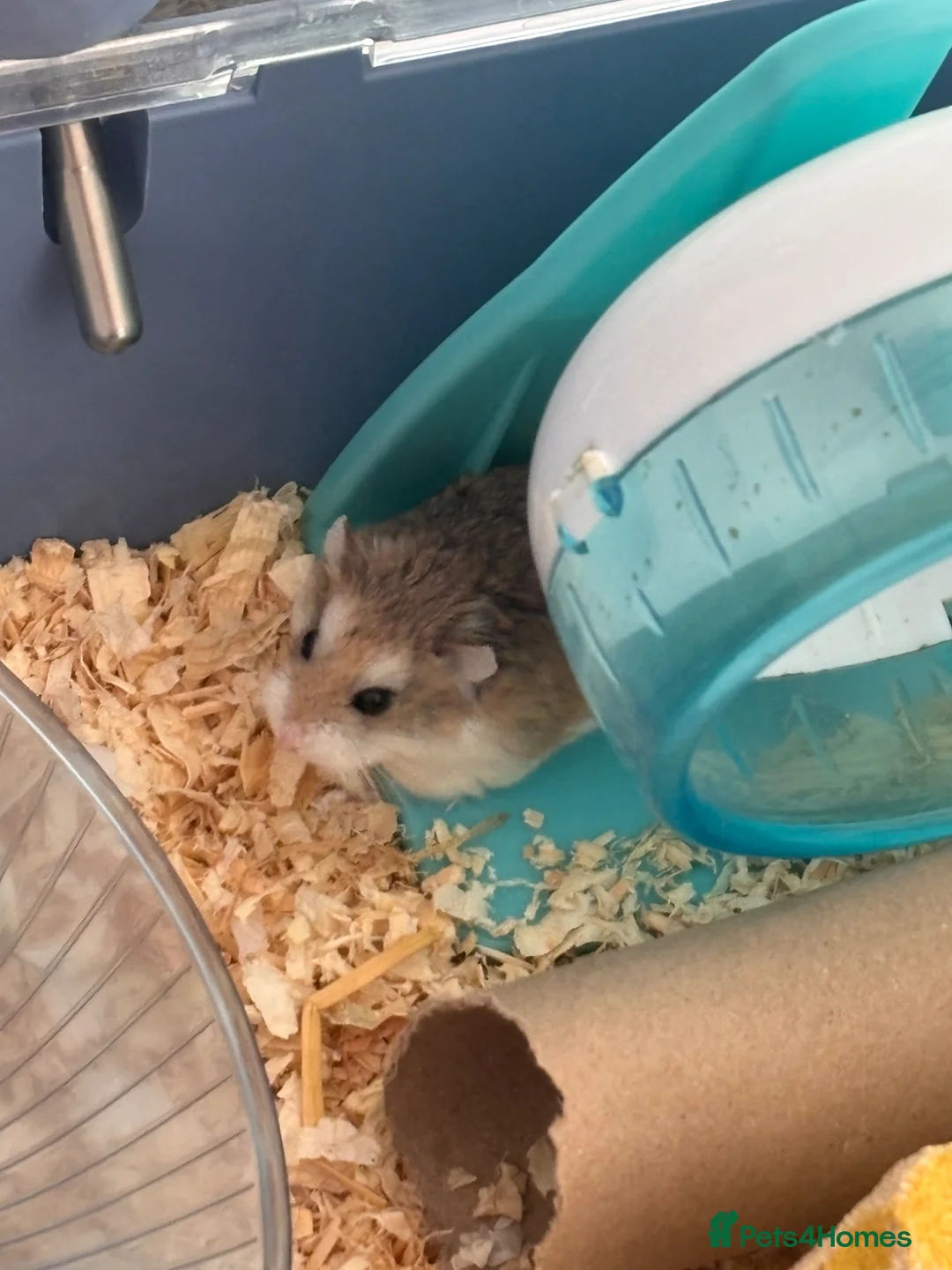 Hamster rodents for sale: 4 female and male hamsters with cage and toys - Advert 1