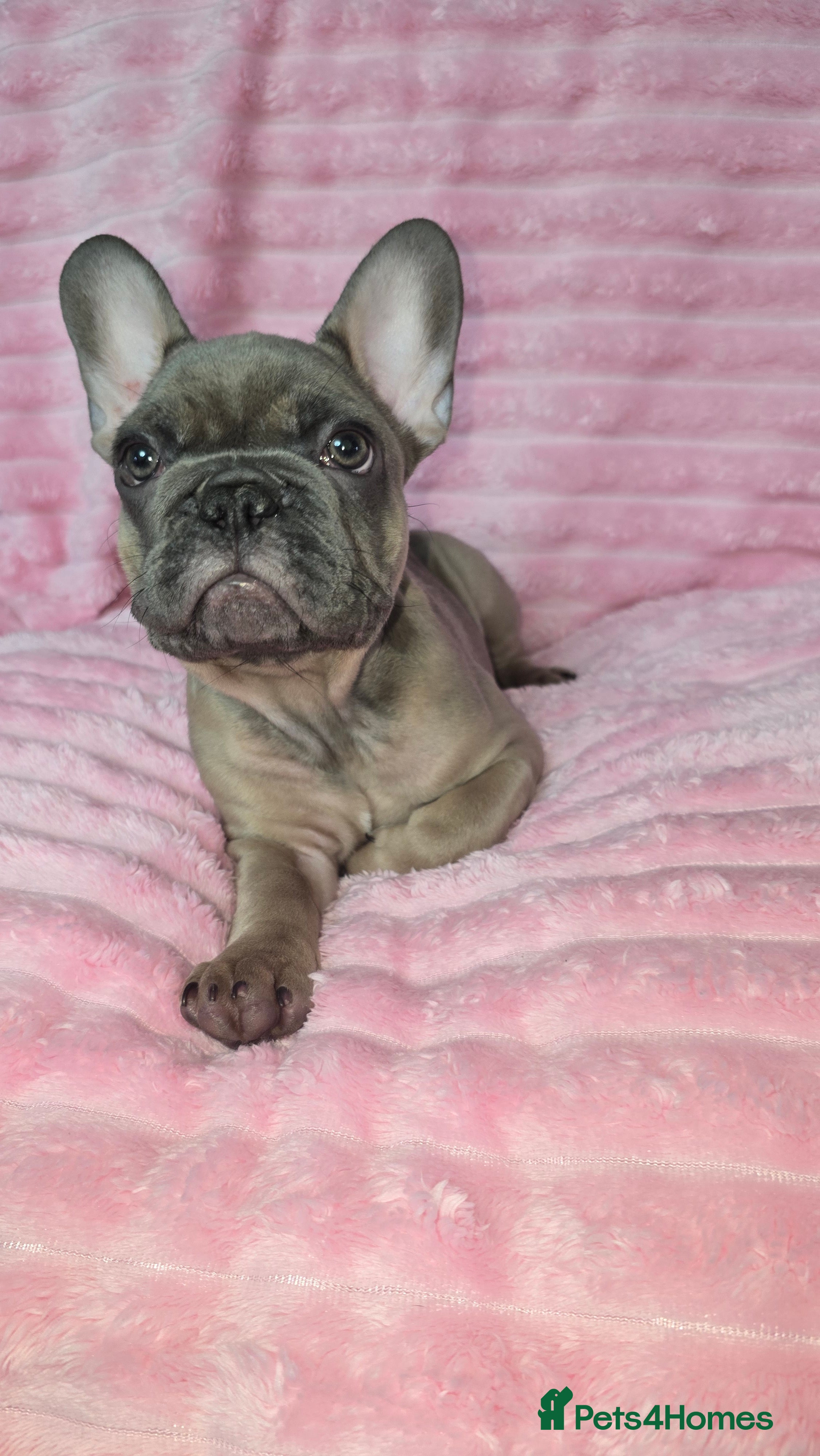 French Bulldog dogs  french bulldog puppies ( ready now )  - Advert 1
