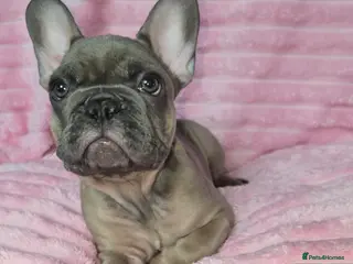 French Bulldog dogs french bulldog puppies ( ready now ) - Advert 17