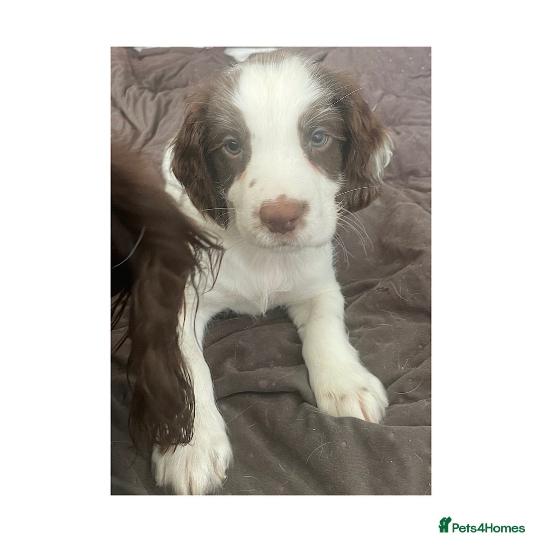 English Springer Spaniel dogs KC Working Springer Spaniel Puppies 1 boy left - Advert 3