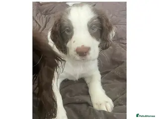 English Springer Spaniel dogs KC Working Springer Spaniel Puppies 1 boy left - Advert 3