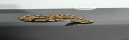 Python Snake reptiles for sale: Regius pythons/ ball pythos - Advert 17