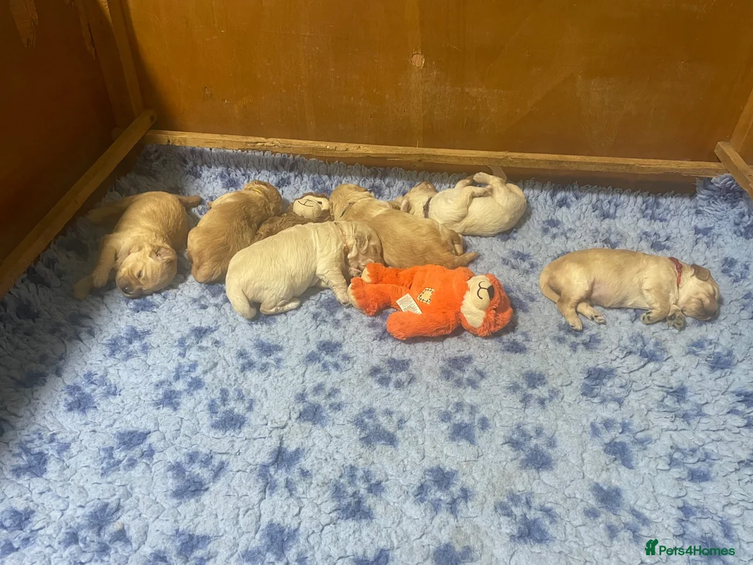 Goldendoodle dogs for sale: F1 Goldendoodles. Pedigree health tested parents  - Advert 2