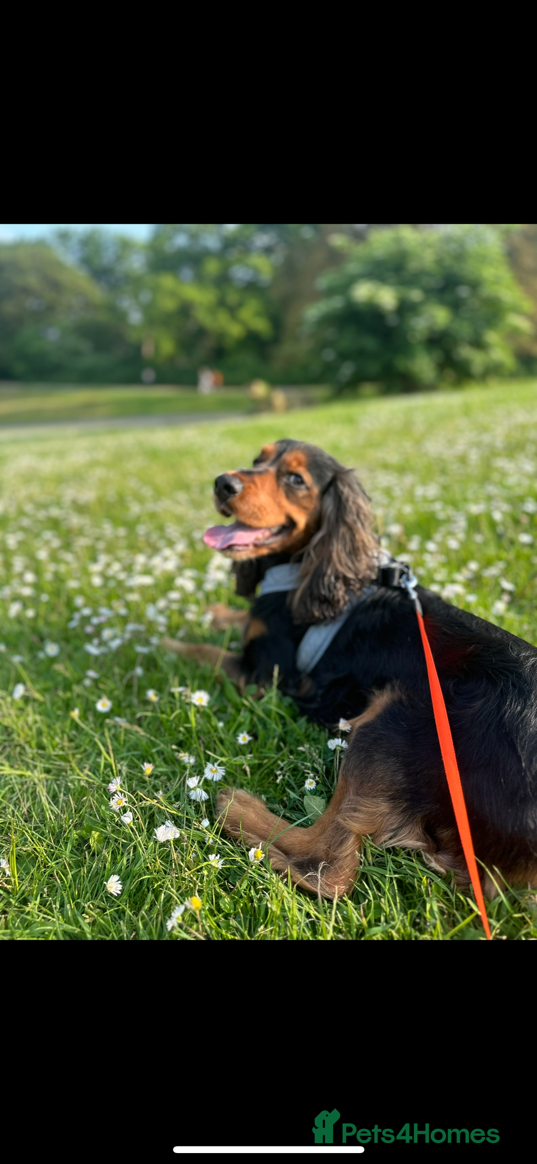 Cocker Spaniel dogs for sale: Rocky - 4.5 year old cocker spaniel - Image 3