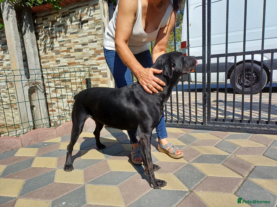 Mixed Breed dogs for adoption: Beautiful and Gentle JULIETTE - for a Loving Home in Nottingham - Advert 16