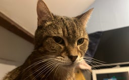 Domestic Shorthair cats for sale: Lulu the lovely house cat. - Image 3