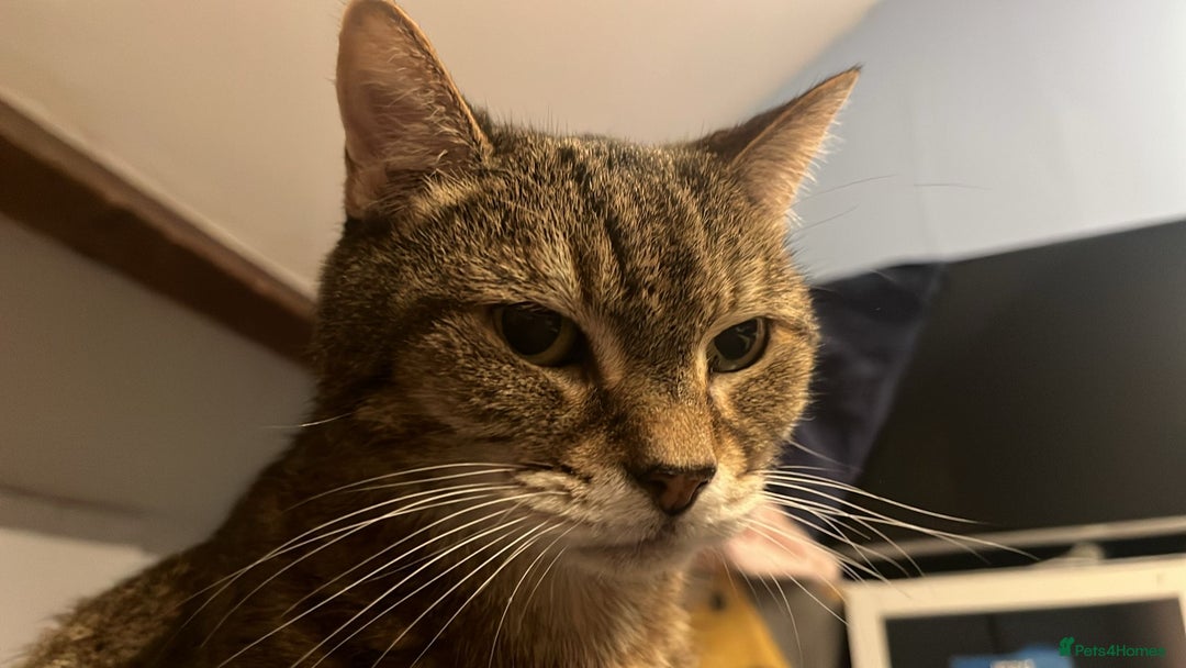 Domestic Shorthair cats for sale: Lulu the lovely house cat. - Image 3