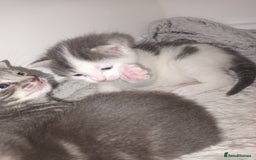 Mixed Breed cats for sale: Beautiful fluffy grey tabby kittens - Image 5