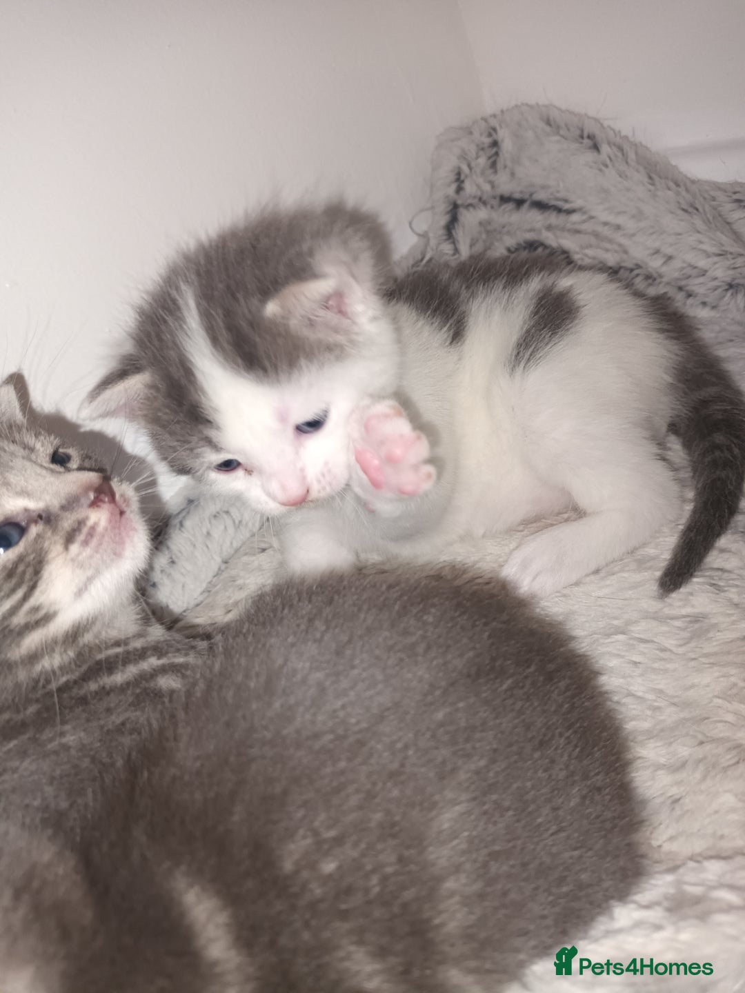 Mixed Breed cats for sale: Beautiful fluffy grey tabby kittens - Image 5