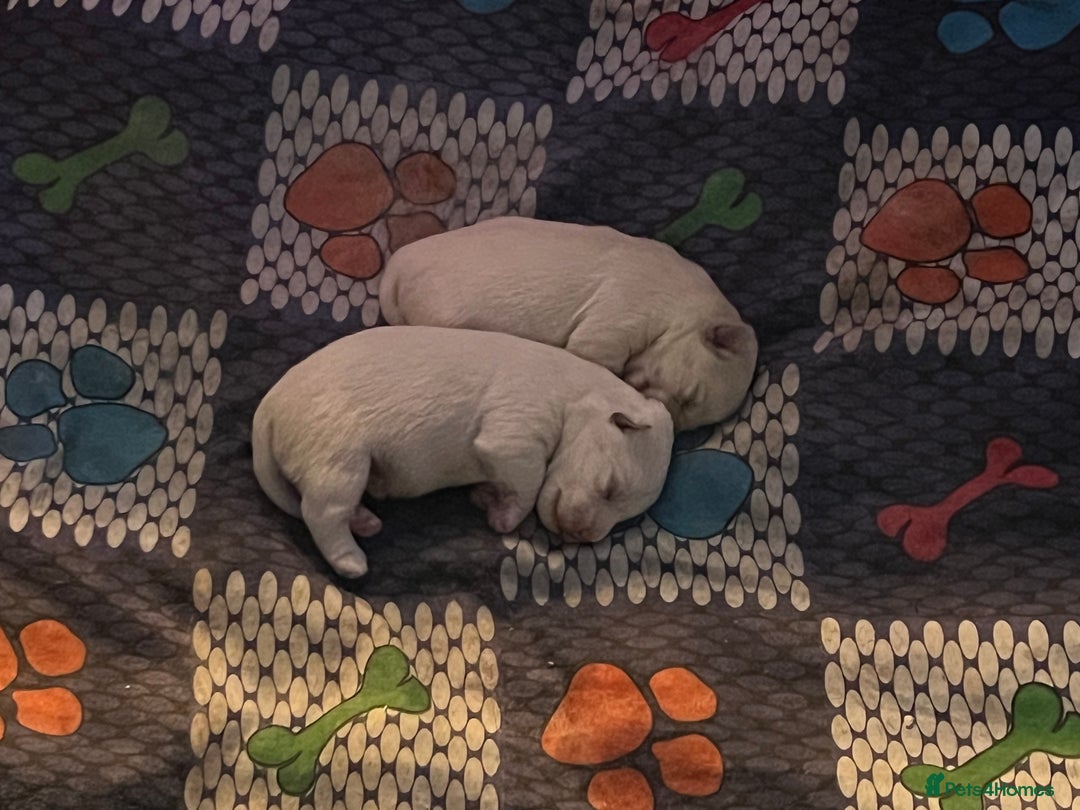 Mixed Breed dogs for sale: Bichon Frise x West Highland Terrier  - Advert 9