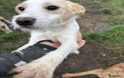 Mixed Breed dogs for adoption: Debs - North Walsham Norfolk  - Advert 2