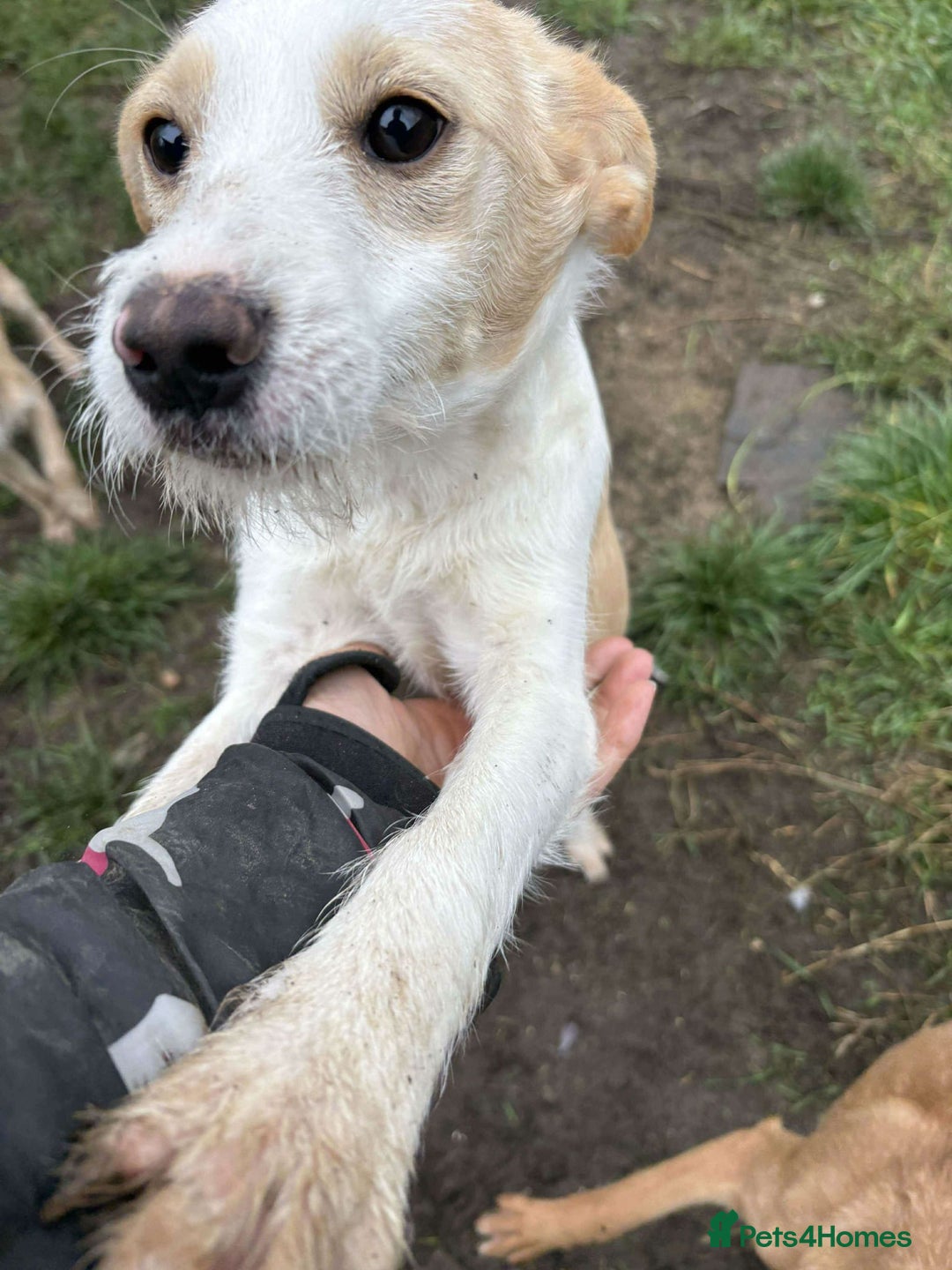 Mixed Breed dogs for adoption: Debs - North Walsham Norfolk  - Advert 2