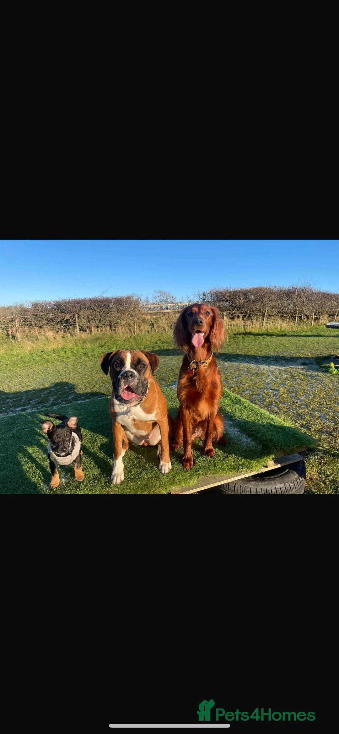 Irish Doodle dogs for sale: Beautiful Irish doodle puppies  - Advert 8