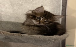 Maine Coon cats for sale: Maine coon kittens - Image 3