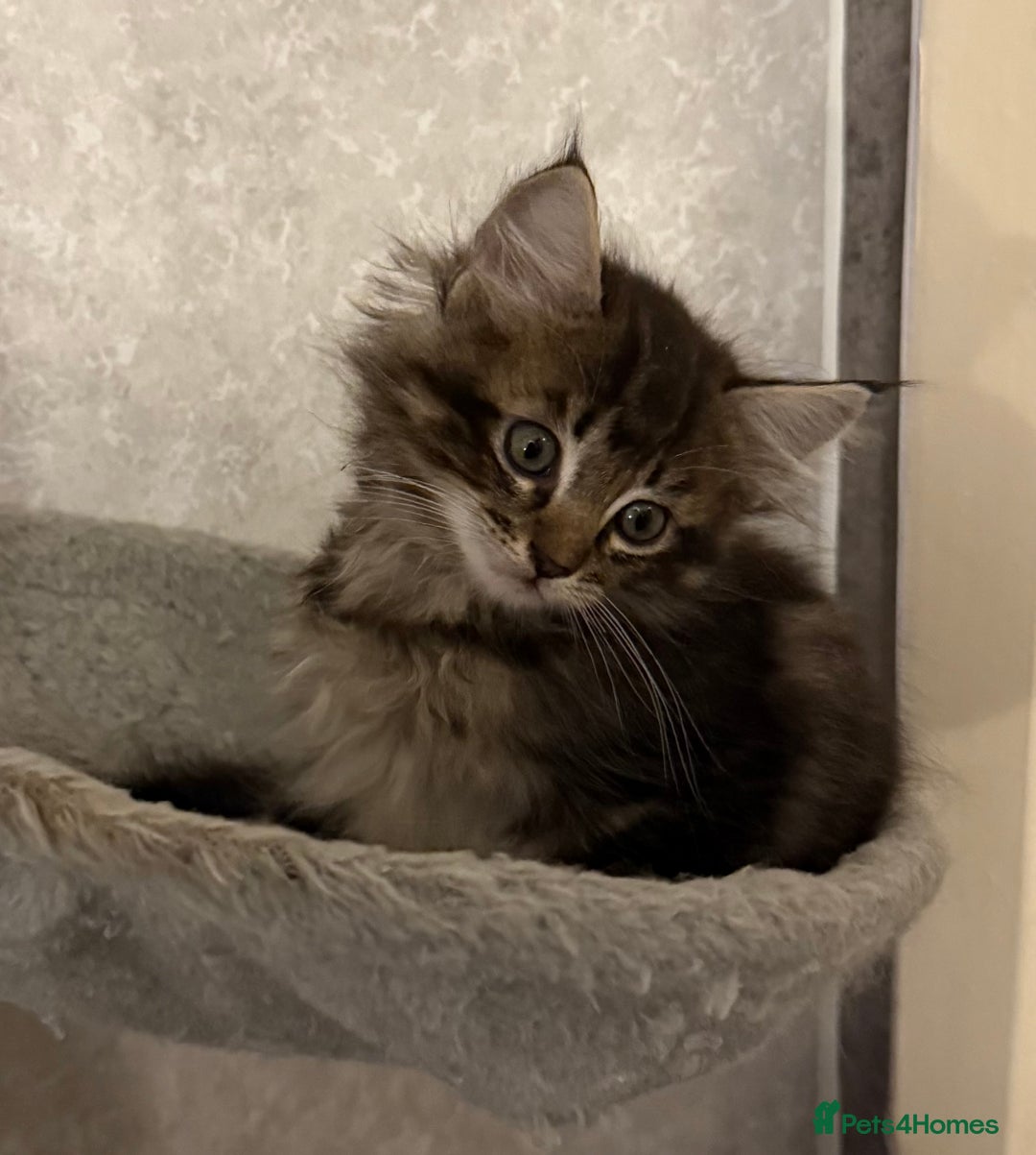 Maine Coon cats for sale: Maine coon kittens - Image 3