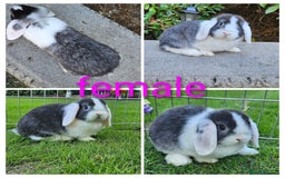Mini Lop rabbits for sale: Gorgeous baby mini lop with butterfly print  - Image 3