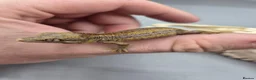 Gecko reptiles for sale: Red and orange striped gargoyle gecko  - Advert 4