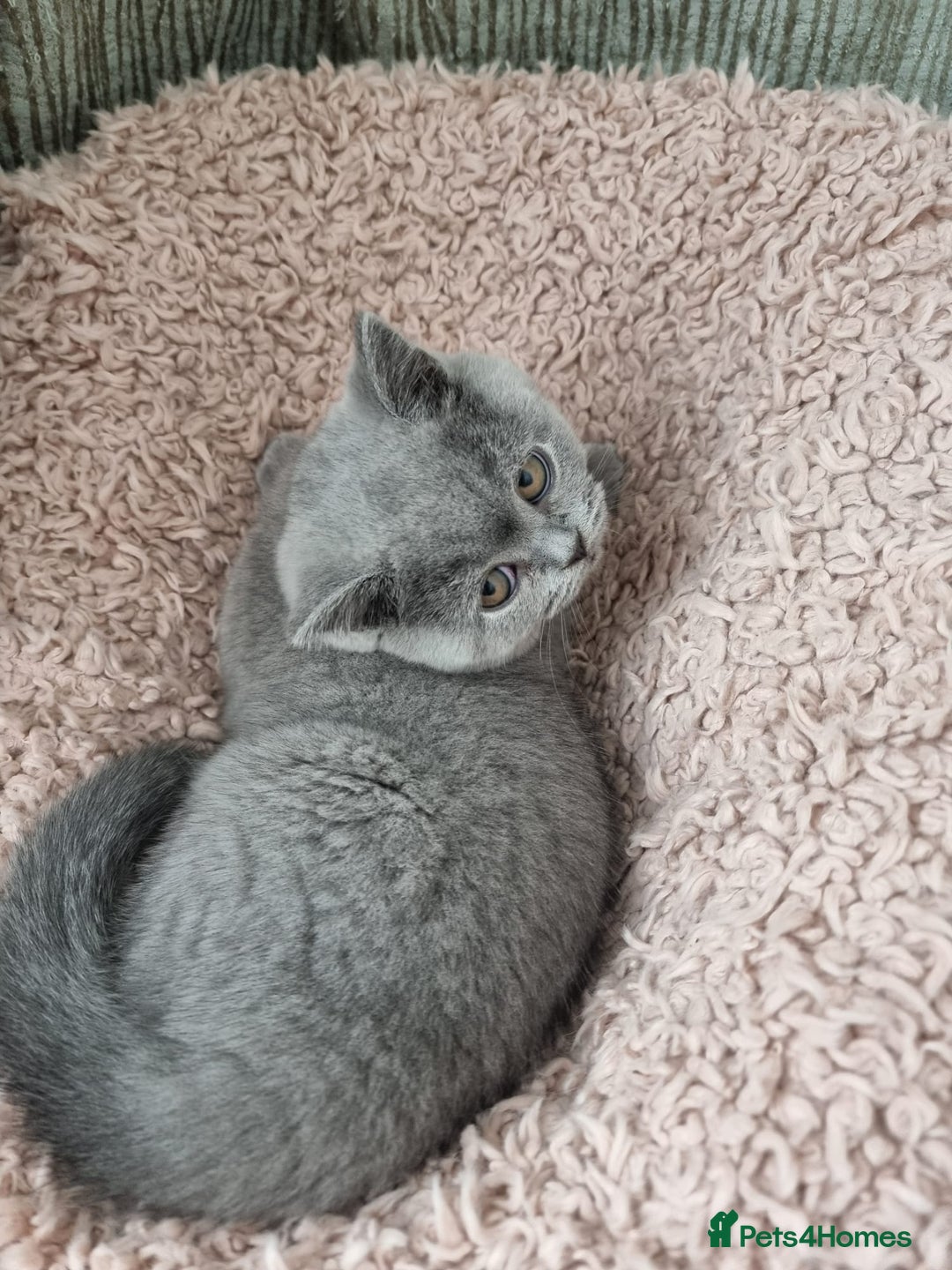 British Shorthair cats for sale: 3 Left Blue BSH Kittens Healthy GCCF Pedigree  - Image 24