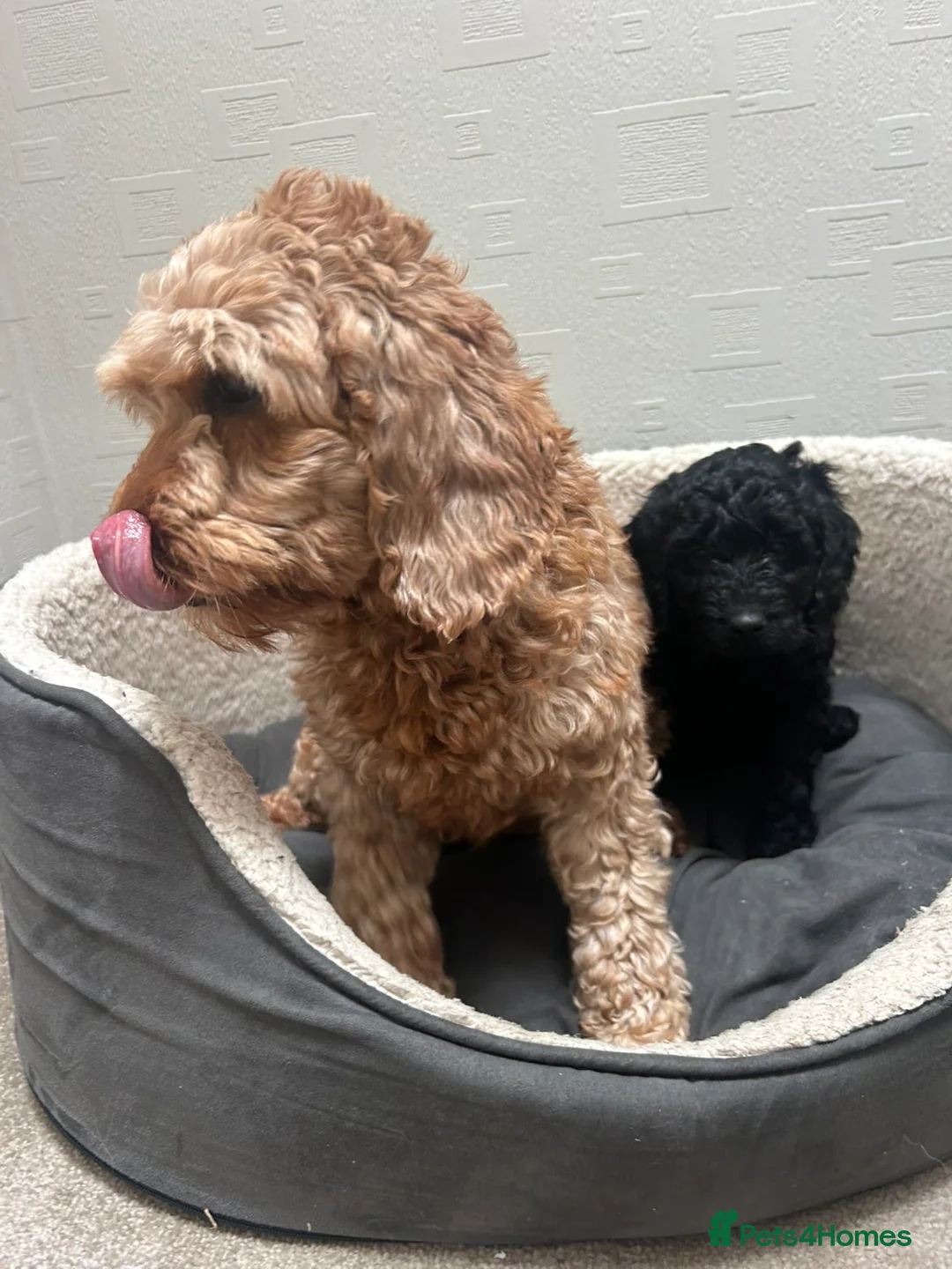 Cockapoo dogs for sale: Cockapoo puppies  - Advert 2