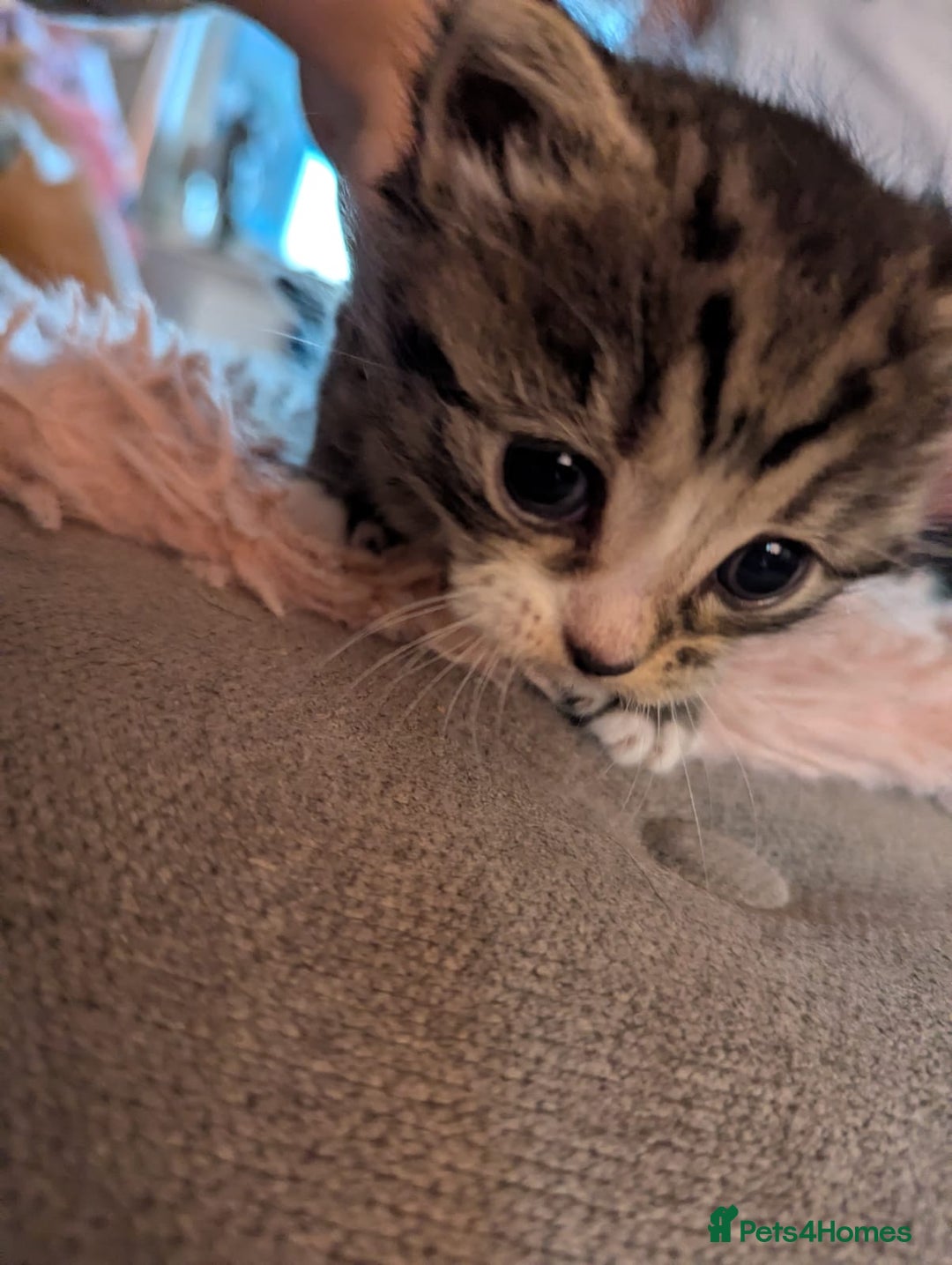 Mixed Breed cats for sale: Beautiful loving,kittens - Image 8