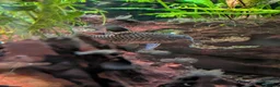 Other/Mixed Breed fish for sale: Tropical fish  - Advert 7