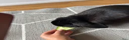 English Lop rabbits for sale: Beautiful female black rabbit  - Advert 2