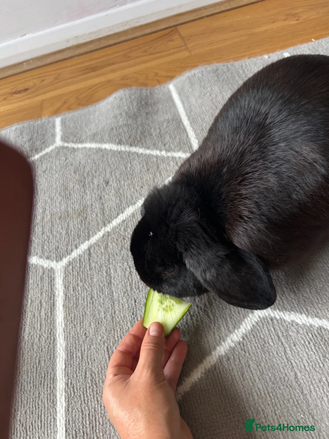English Lop rabbits for sale: Beautiful female black rabbit  - Advert 2