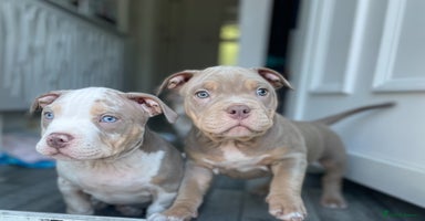 American Bully dogs - Advert 5