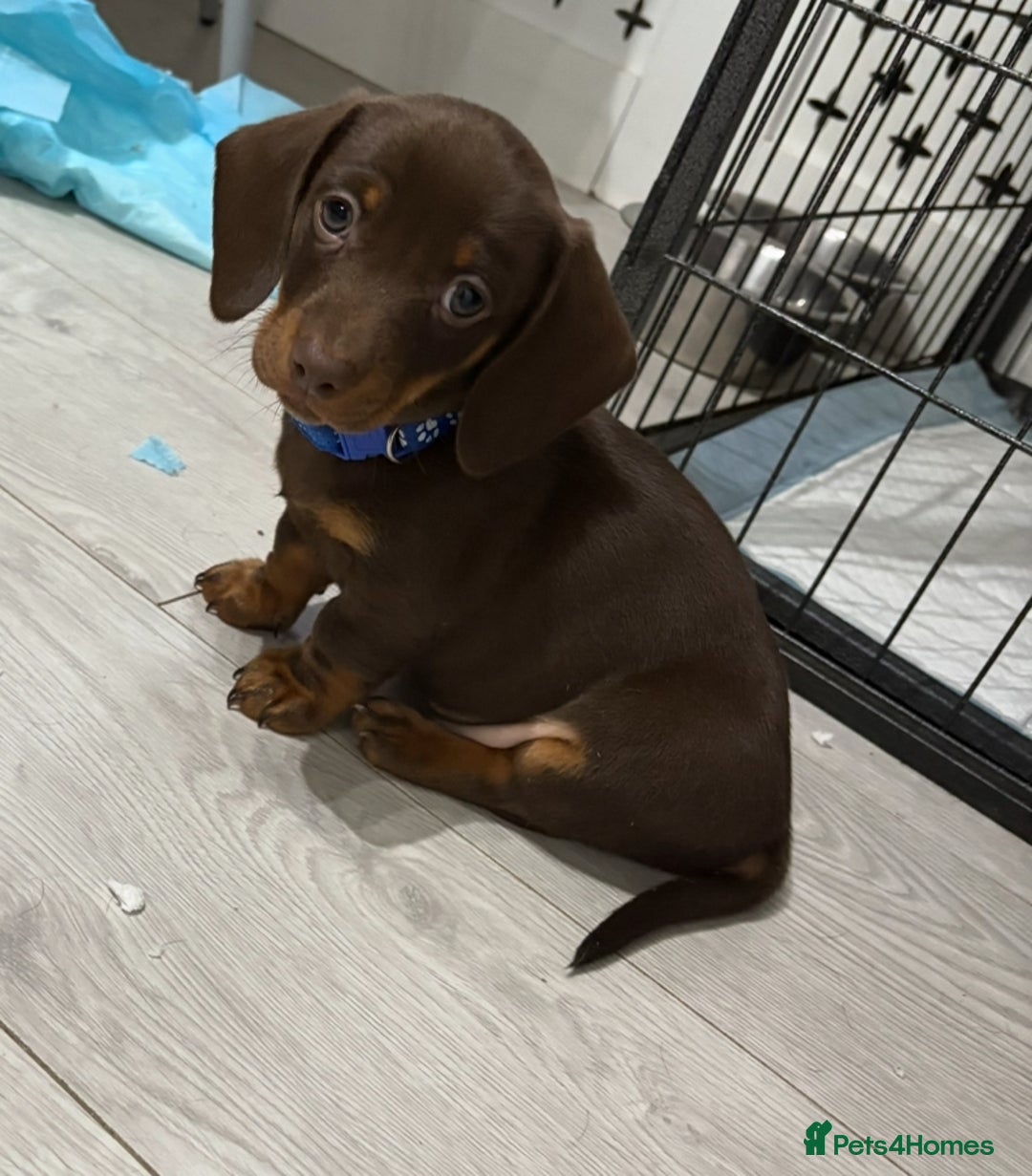 Miniature Dachshund dogs for sale: Miniature Dachshund Puppies  - Advert 18