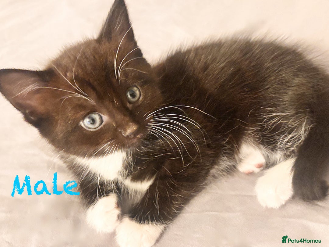 Mixed Breed cats for sale: Delightful mix-breed Siamese-black tabby-kittens - Image 25