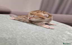 British Shorthair cats for sale: GCCF High Quality Chubby BritishShorthair Kittens. - Image 4